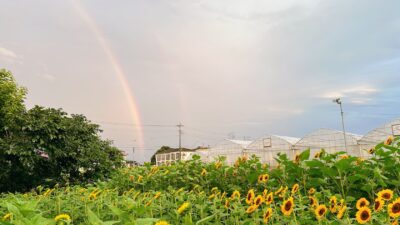 初投稿！ 神秘的な写真（夕日に輝くひまわりと2本の虹）