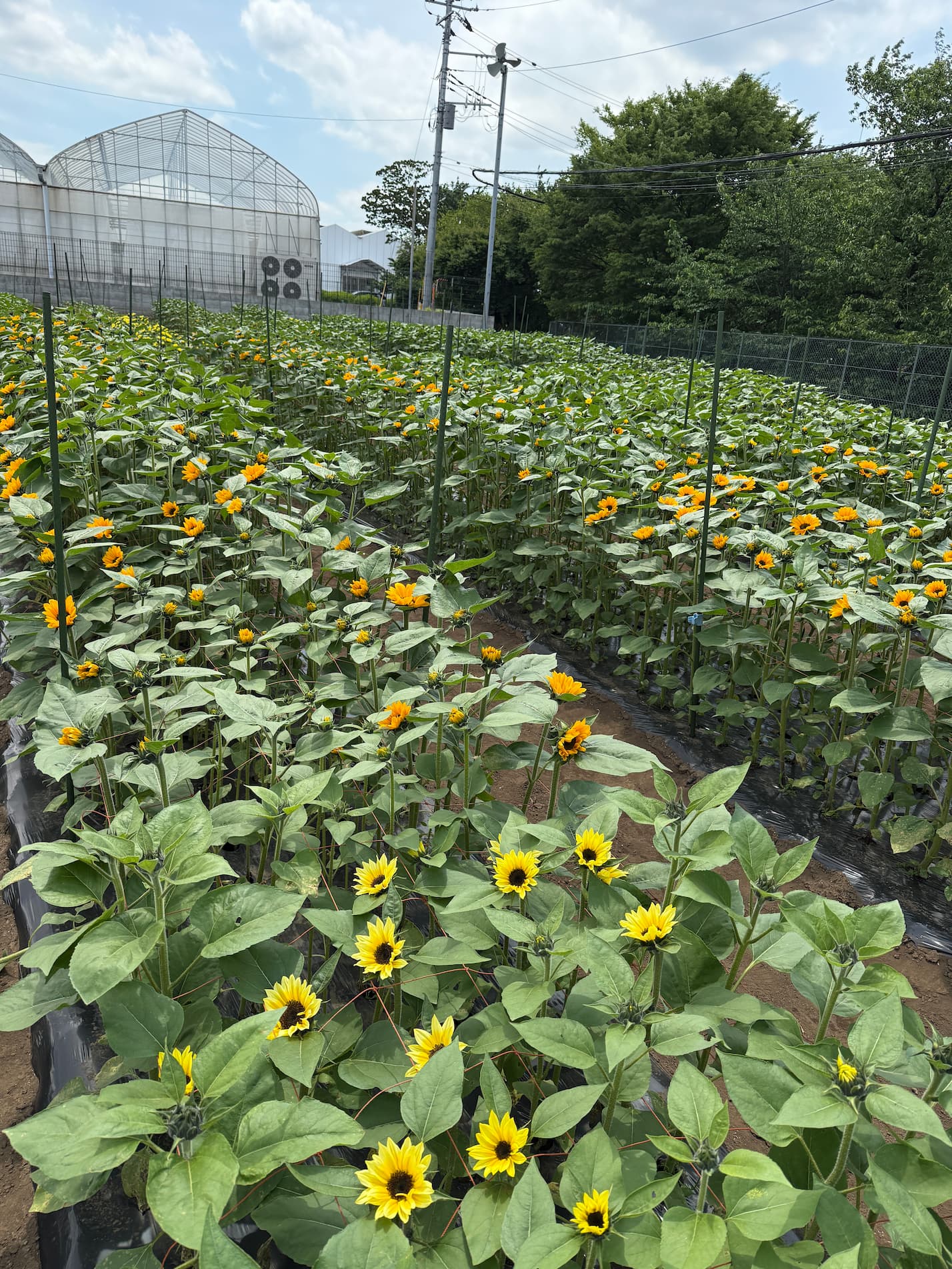 開花直後のサンリッチひまわり