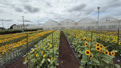 2026年ひまわり摘み取り体験終了のお知らせ